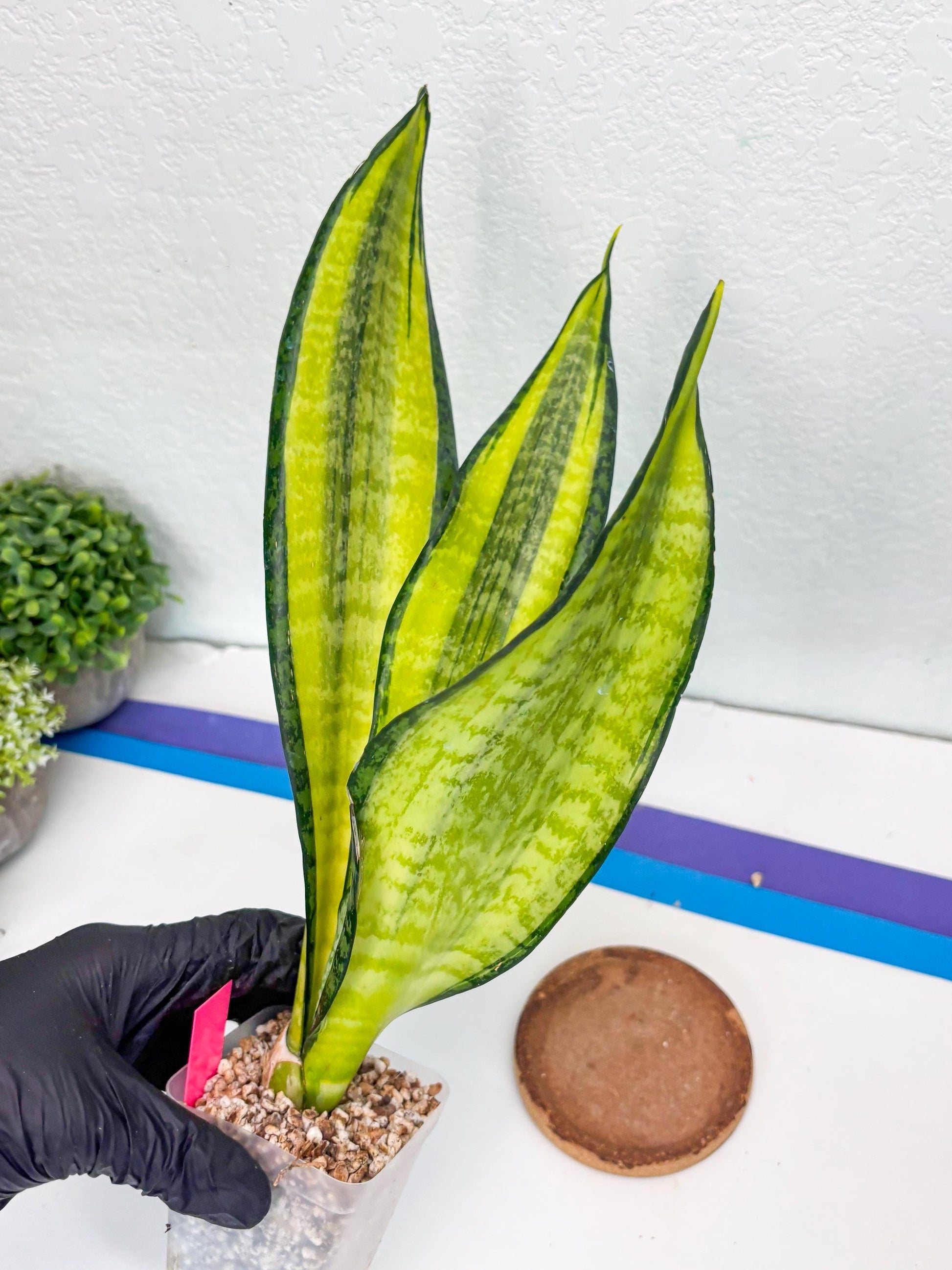 Sansevieria Trifasciata Fulsar | This rare import won’t be here for long