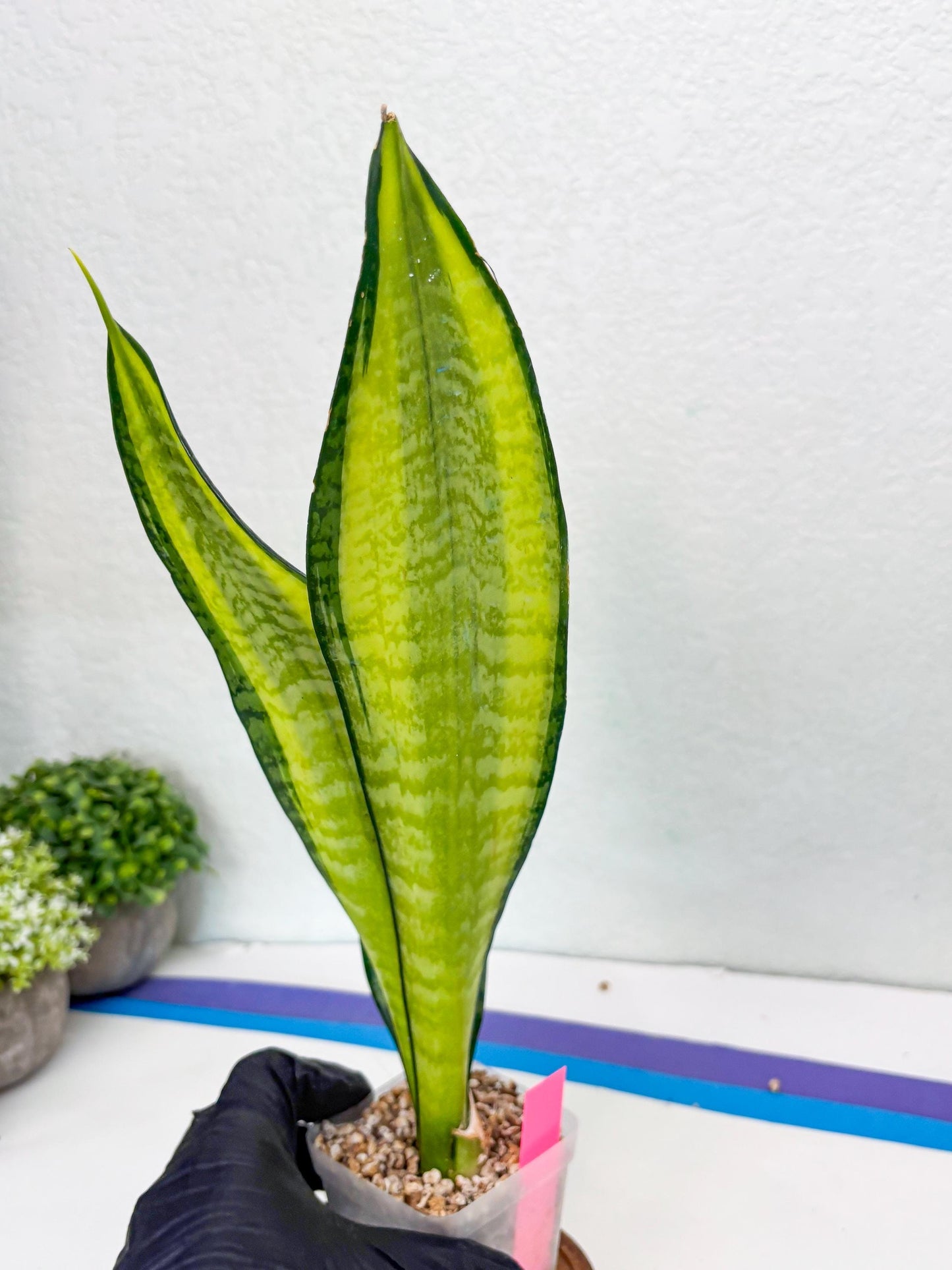 Sansevieria Trifasciata Fulsar | This rare import won’t be here for long