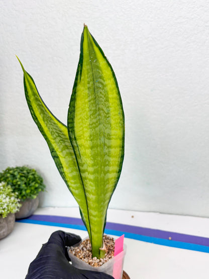 Sansevieria Trifasciata Fulsar | This rare import won’t be here for long