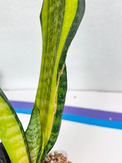 Sansevieria Trifasciata Fulsar | This rare import won’t be here for long
