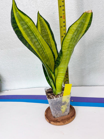 Sansevieria Trifasciata Fulsar (Y) | Rare Snake Plant
