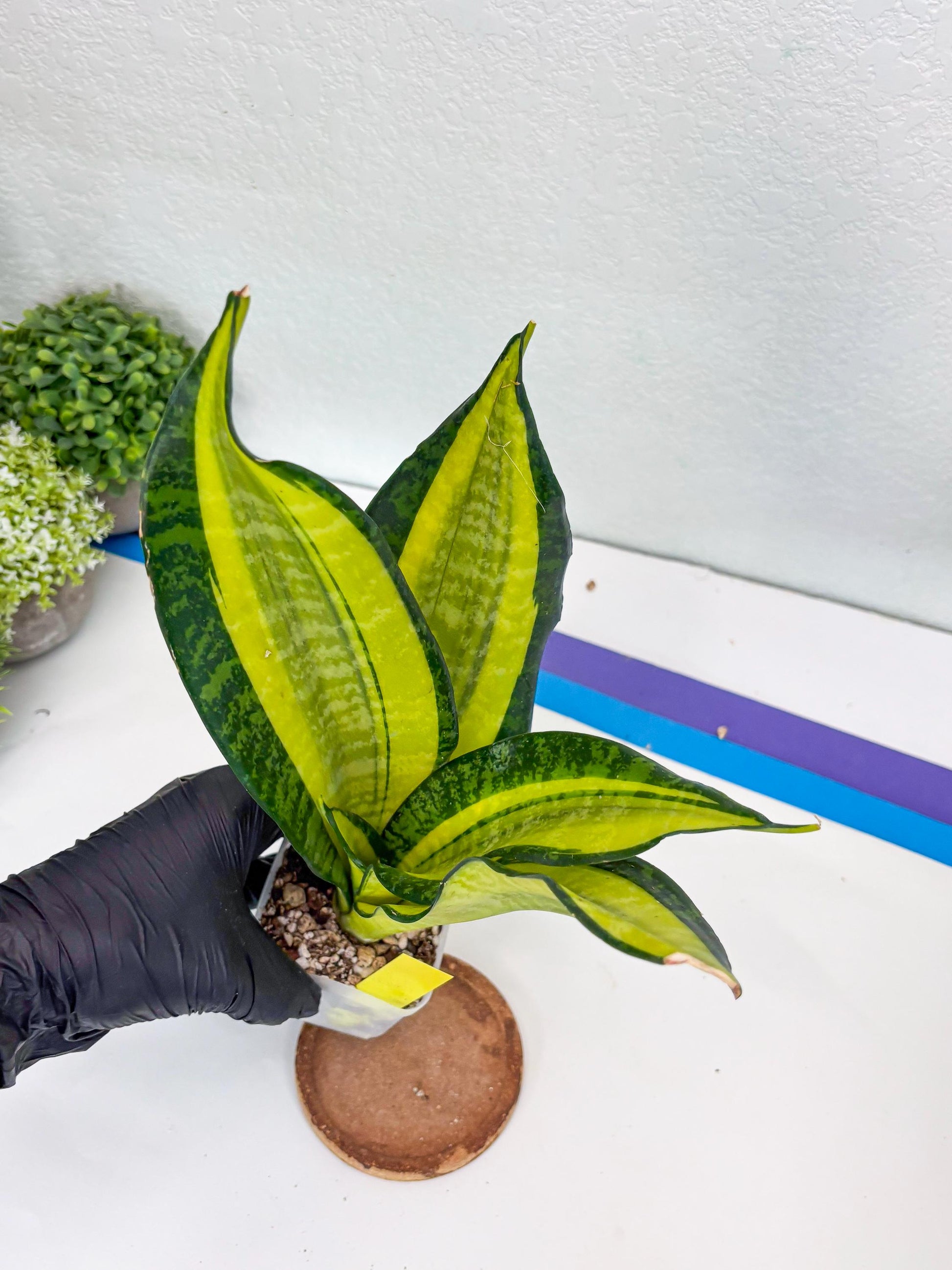 Sansevieria Trifasciata Fulsar (Y) | Rare Snake Plant