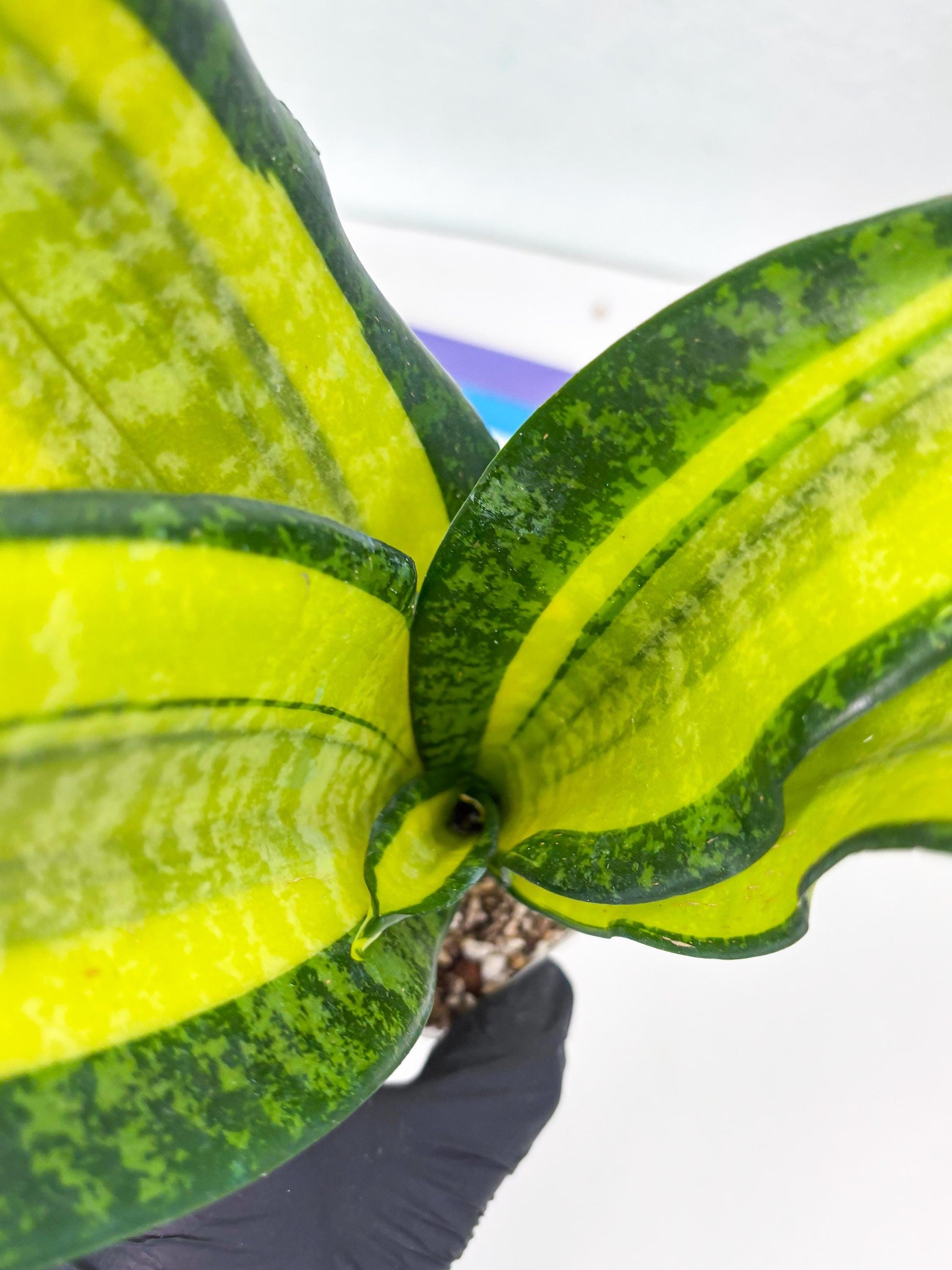Sansevieria Trifasciata Fulsar (Y) | Rare Snake Plant