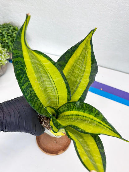 Sansevieria Trifasciata Fulsar (Y) | Rare Snake Plant