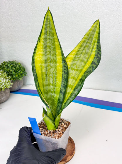 Sansevieria Trifasciata Fulsar (B) | Rare Snake Plant