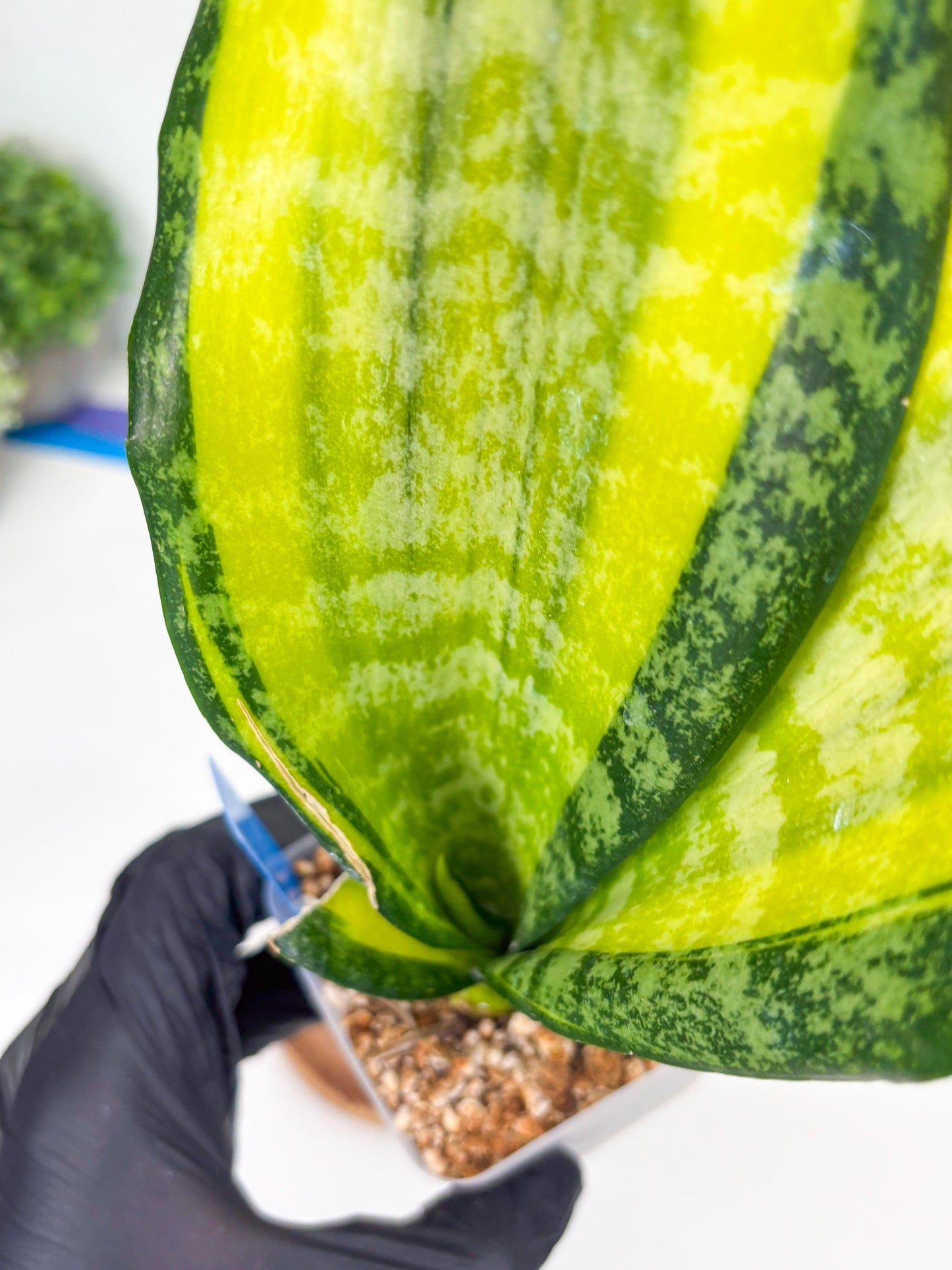 Sansevieria Trifasciata Fulsar (B) | Rare Snake Plant