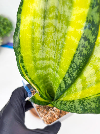 Sansevieria Trifasciata Fulsar (B) | Rare Snake Plant