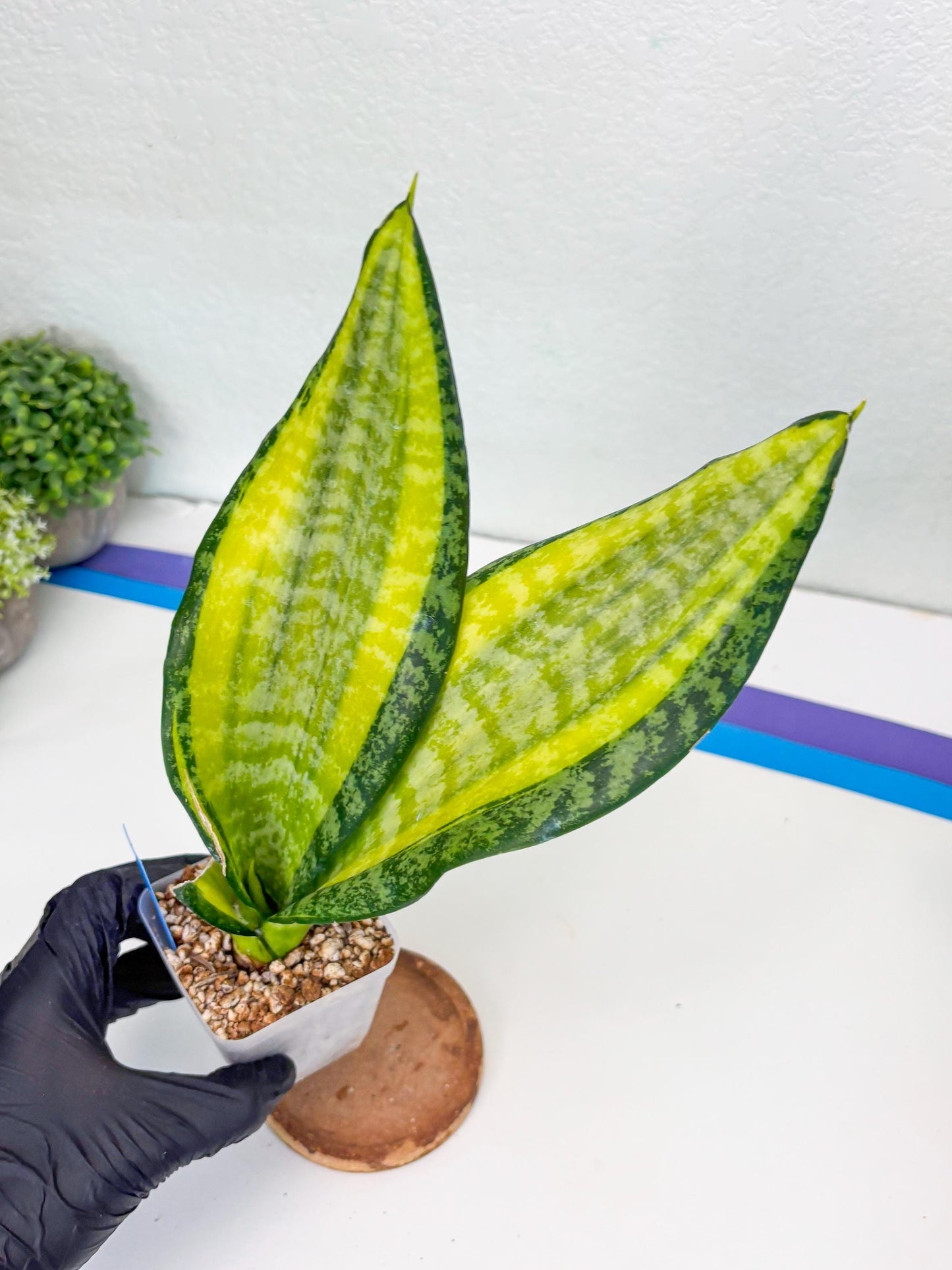 Sansevieria Trifasciata Fulsar (B) | Rare Snake Plant