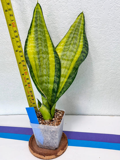 Sansevieria Trifasciata Fulsar (B) | Rare Snake Plant
