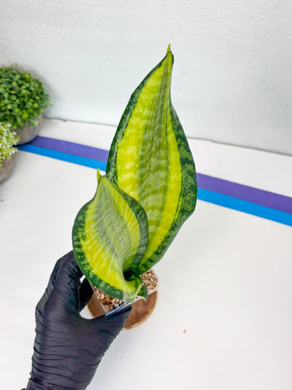 Sansevieria Trifasciata Fulsar (B) | Rare Snake Plant