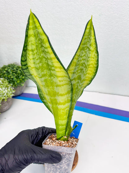 Sansevieria Trifasciata Fulsar (B) | Rare Snake Plant