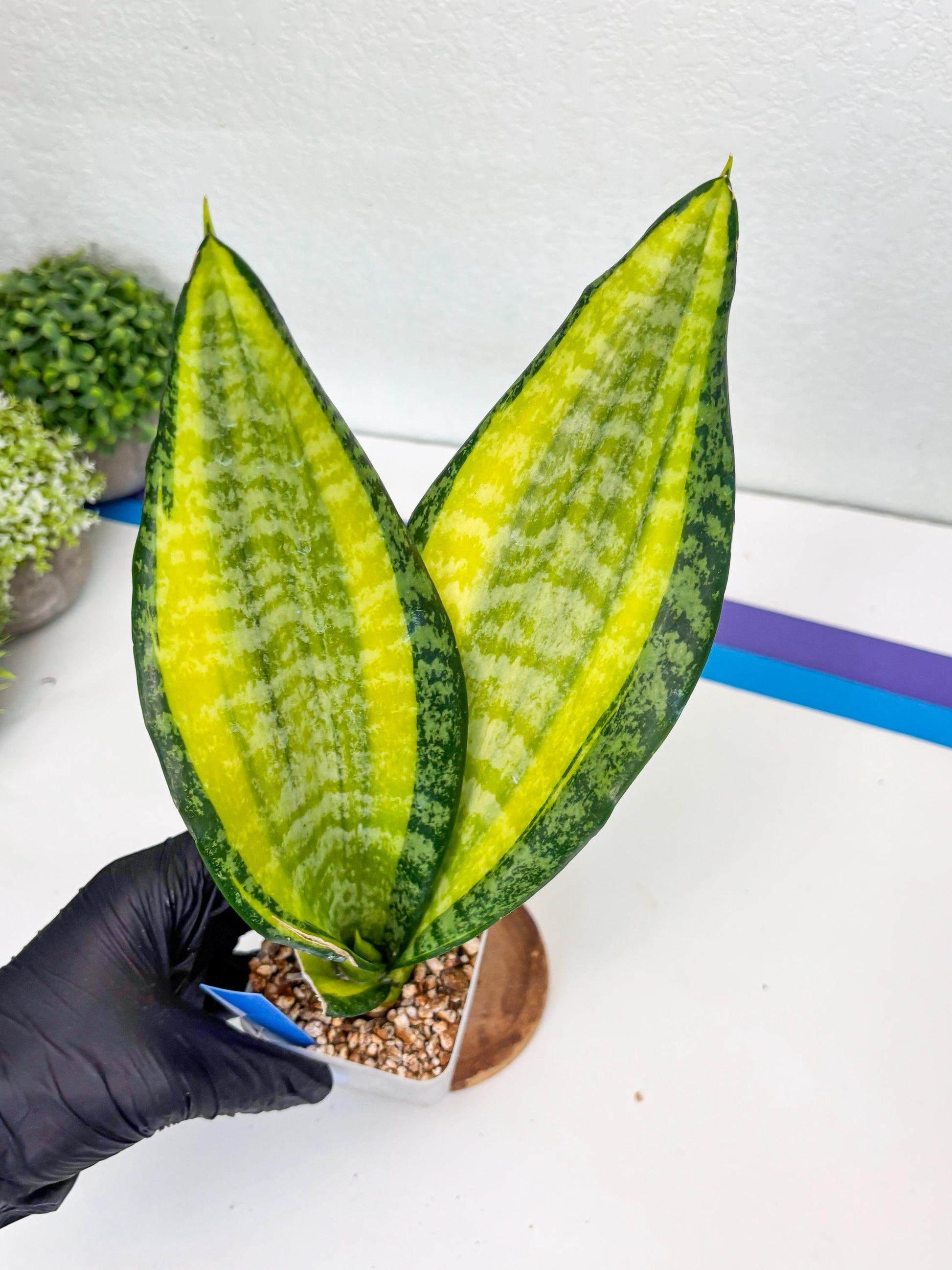 Sansevieria Trifasciata Fulsar (B) | Rare Snake Plant