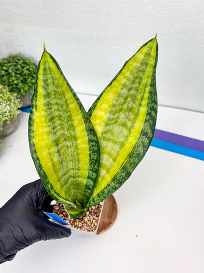 Sansevieria Trifasciata Fulsar (B) | Rare Snake Plant