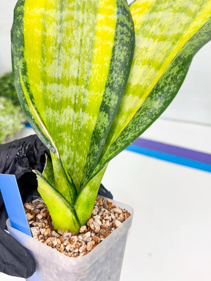 Sansevieria Trifasciata Fulsar (B) | Rare Snake Plant