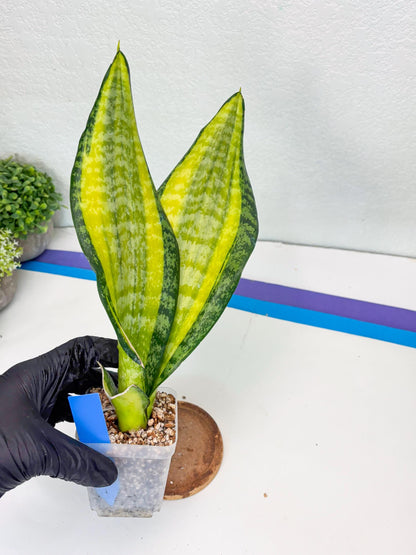 Sansevieria Trifasciata Fulsar (B) | Rare Snake Plant