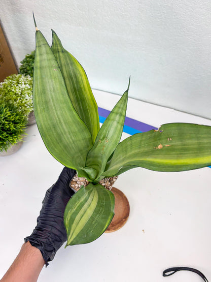 Sansevieria Moonshine Variegated (p) | Imported Plants