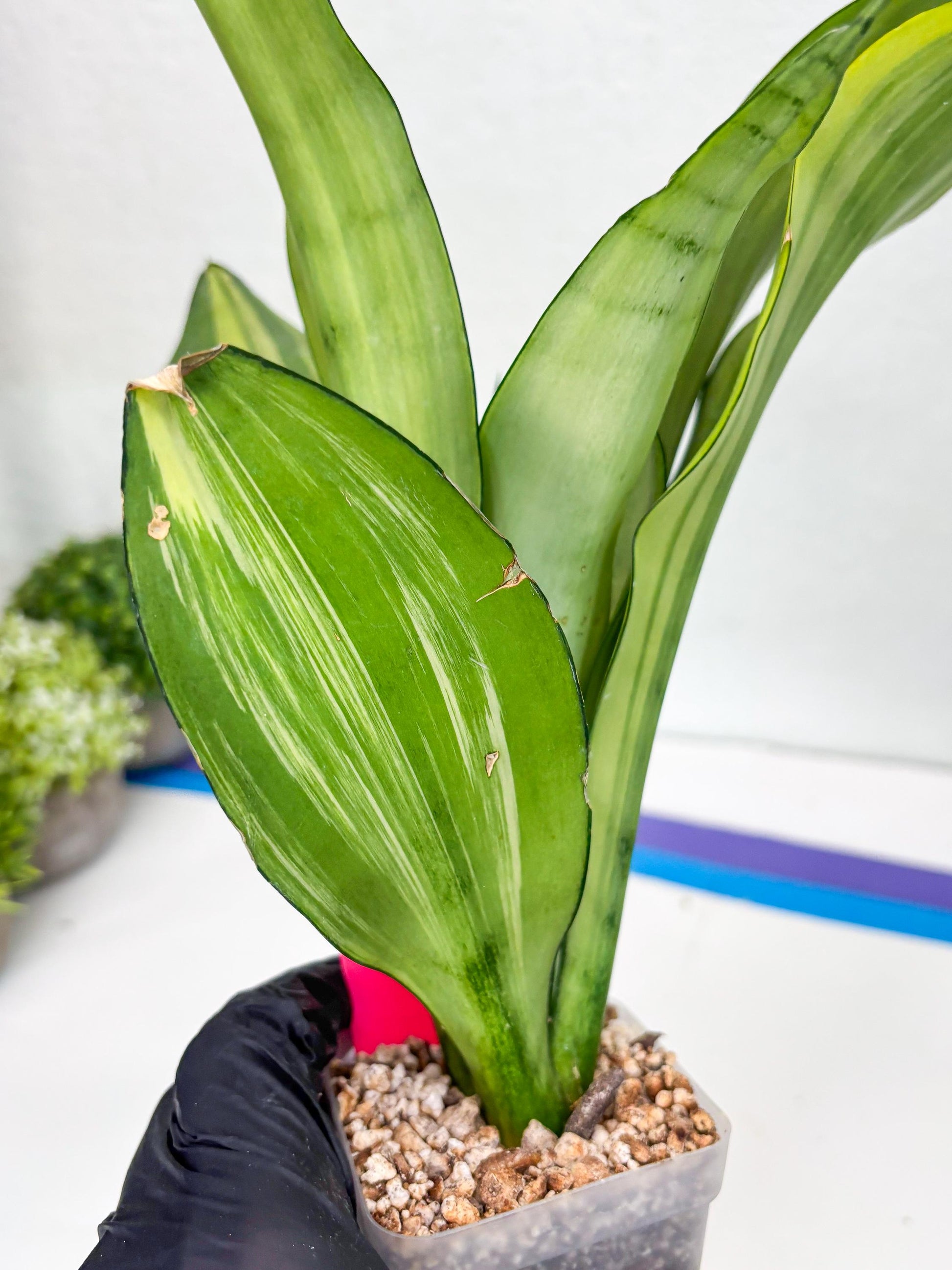 Sansevieria Moonshine Variegated (p) | Imported Plants