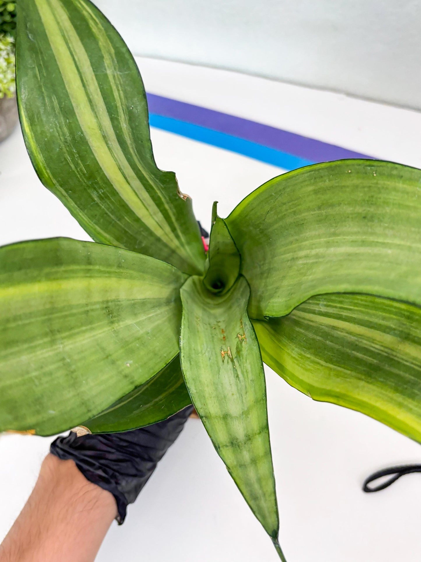 Sansevieria Moonshine Variegated (p) | Imported Plants