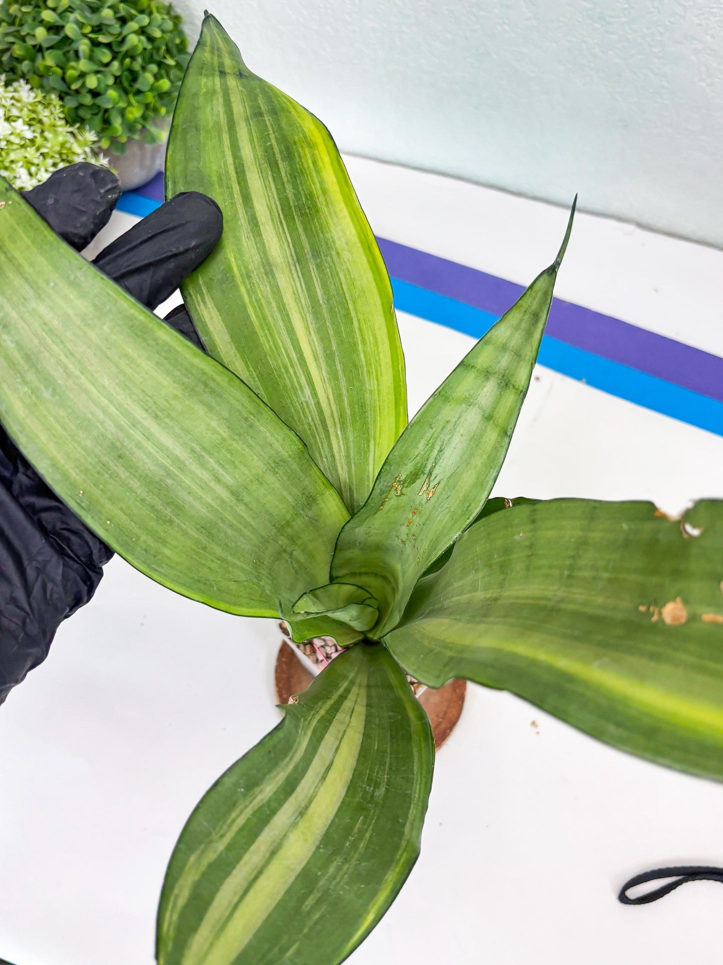 Sansevieria Moonshine Variegated (p) | Imported Plants