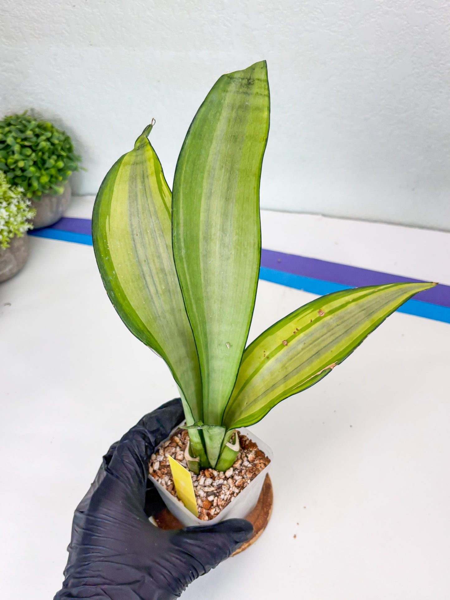 Sansevieria Moonshine Variegated (y) | Imported Plants