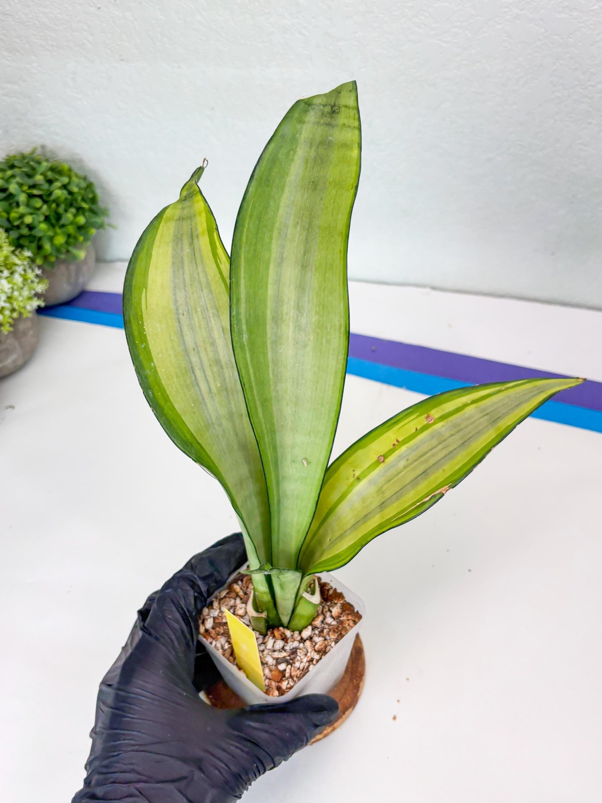 Sansevieria Moonshine Variegated (y) | Imported Plants