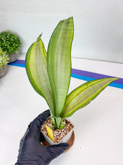 Sansevieria Moonshine Variegated (y) | Imported Plants