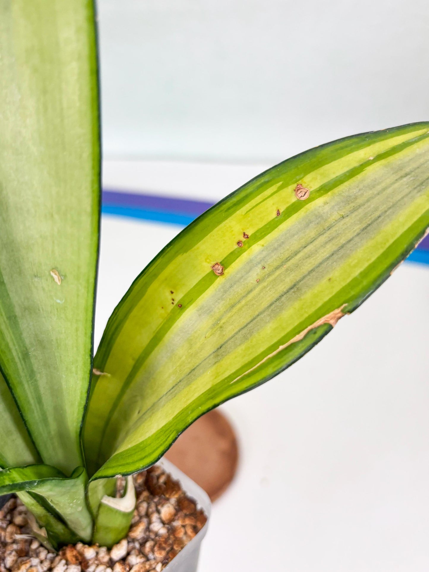 Sansevieria Moonshine Variegated (y) | Imported Plants