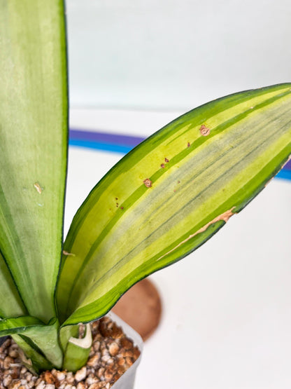 Sansevieria Moonshine Variegated (y) | Imported Plants