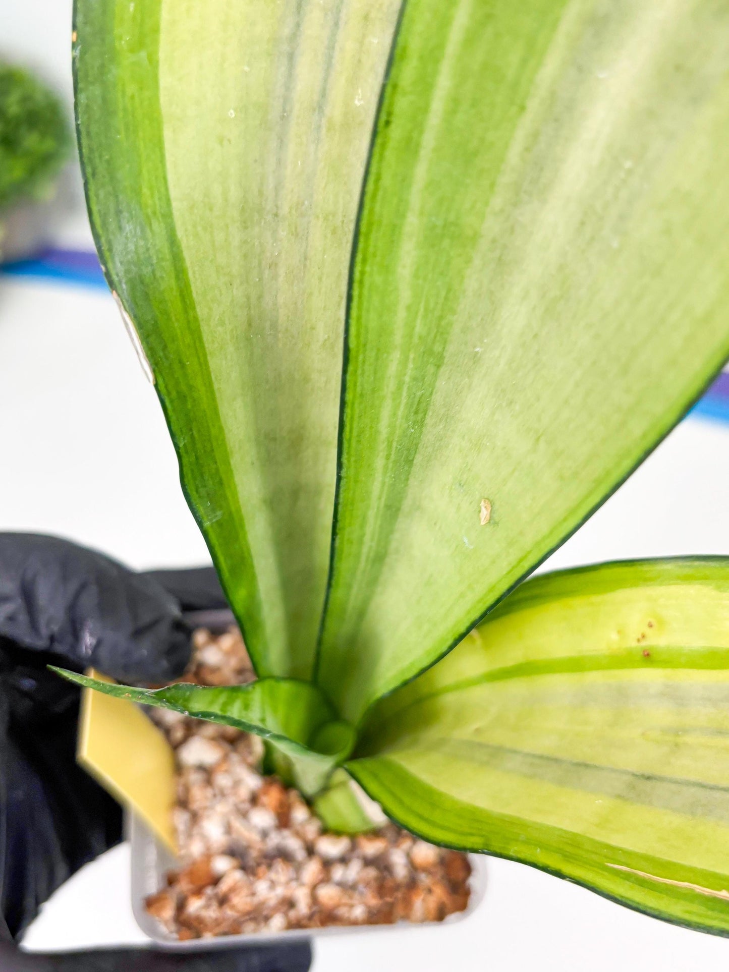 Sansevieria Moonshine Variegated (y) | Imported Plants