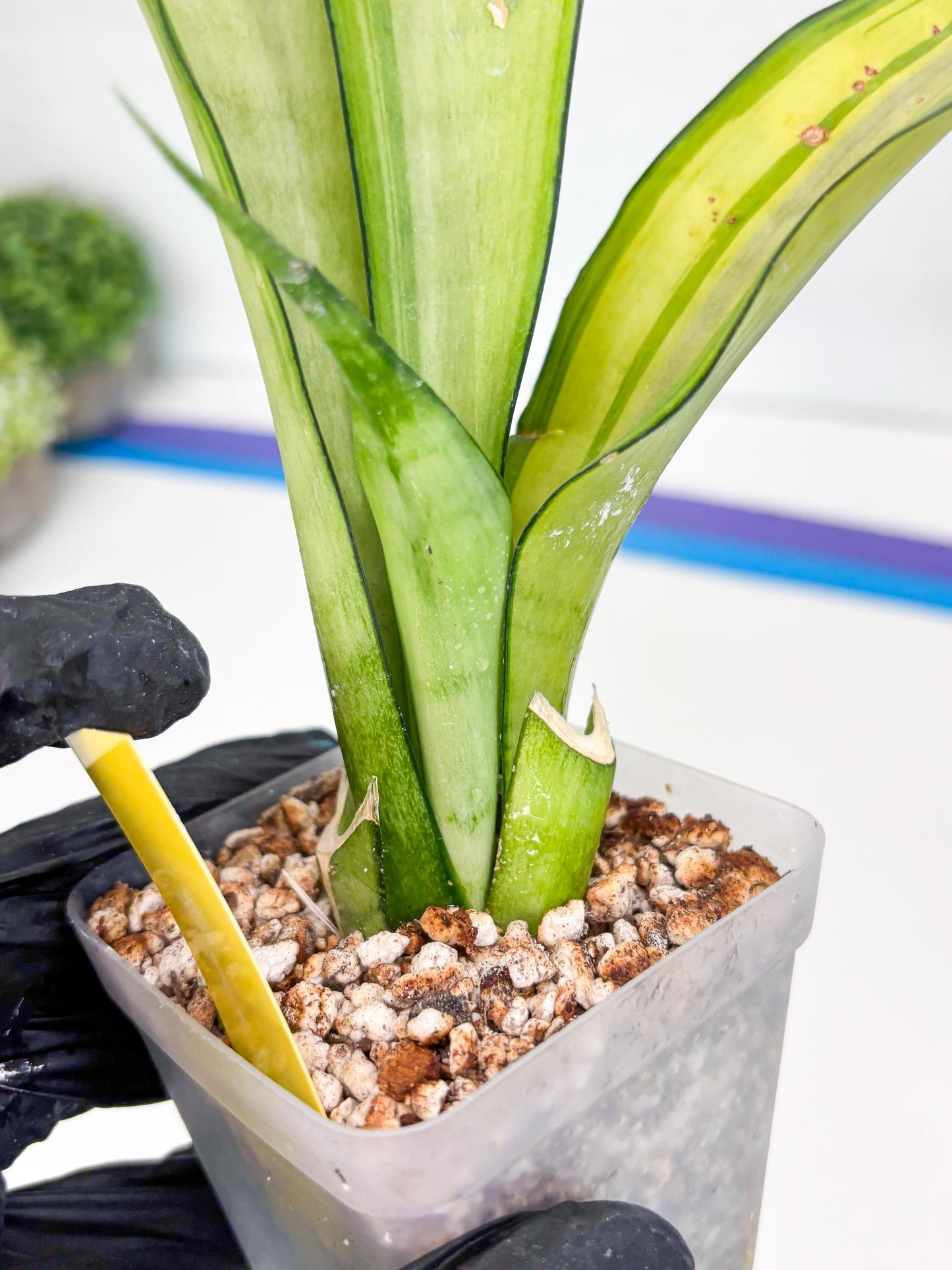 Sansevieria Moonshine Variegated (y) | Imported Plants