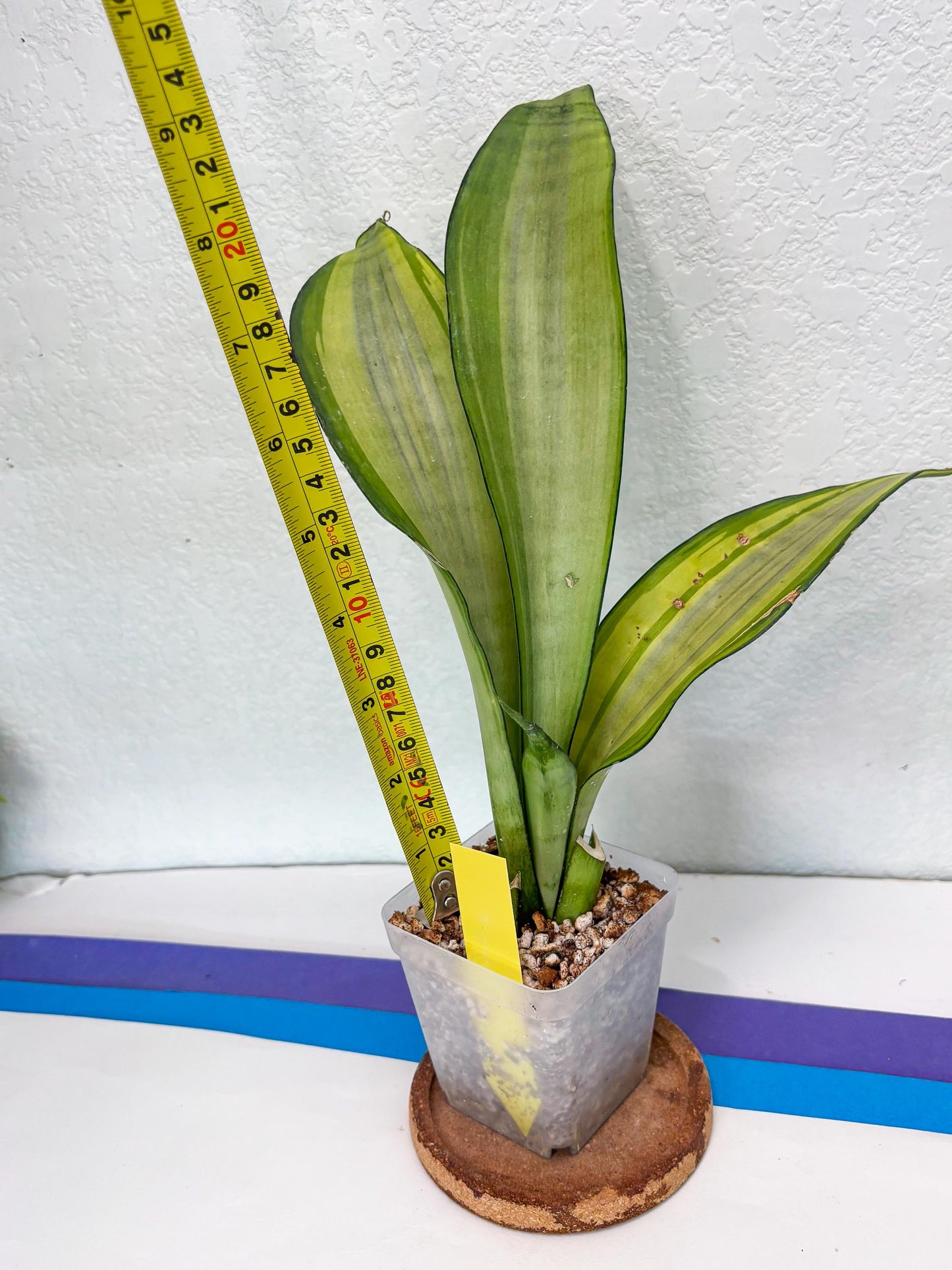 Sansevieria Moonshine Variegated (y) | Imported Plants