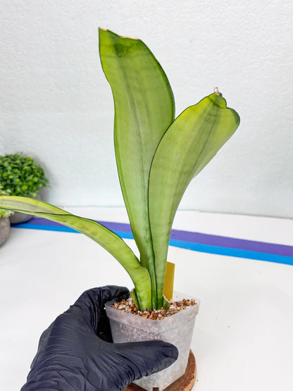 Sansevieria Moonshine Variegated (y) | Imported Plants