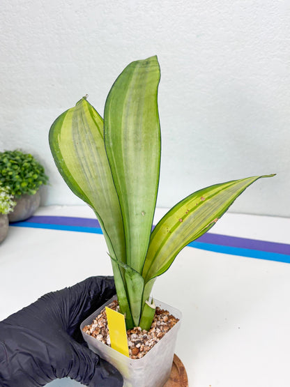 Sansevieria Moonshine Variegated (y) | Imported Plants