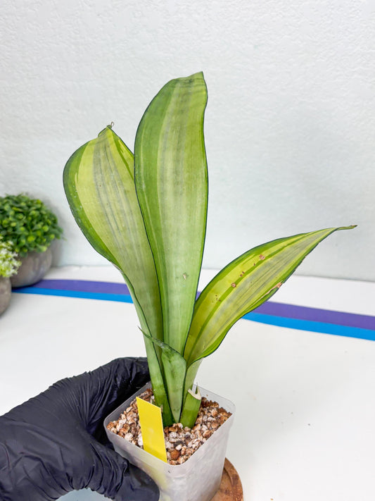 Sansevieria Moonshine Variegated (y) | Imported Plants