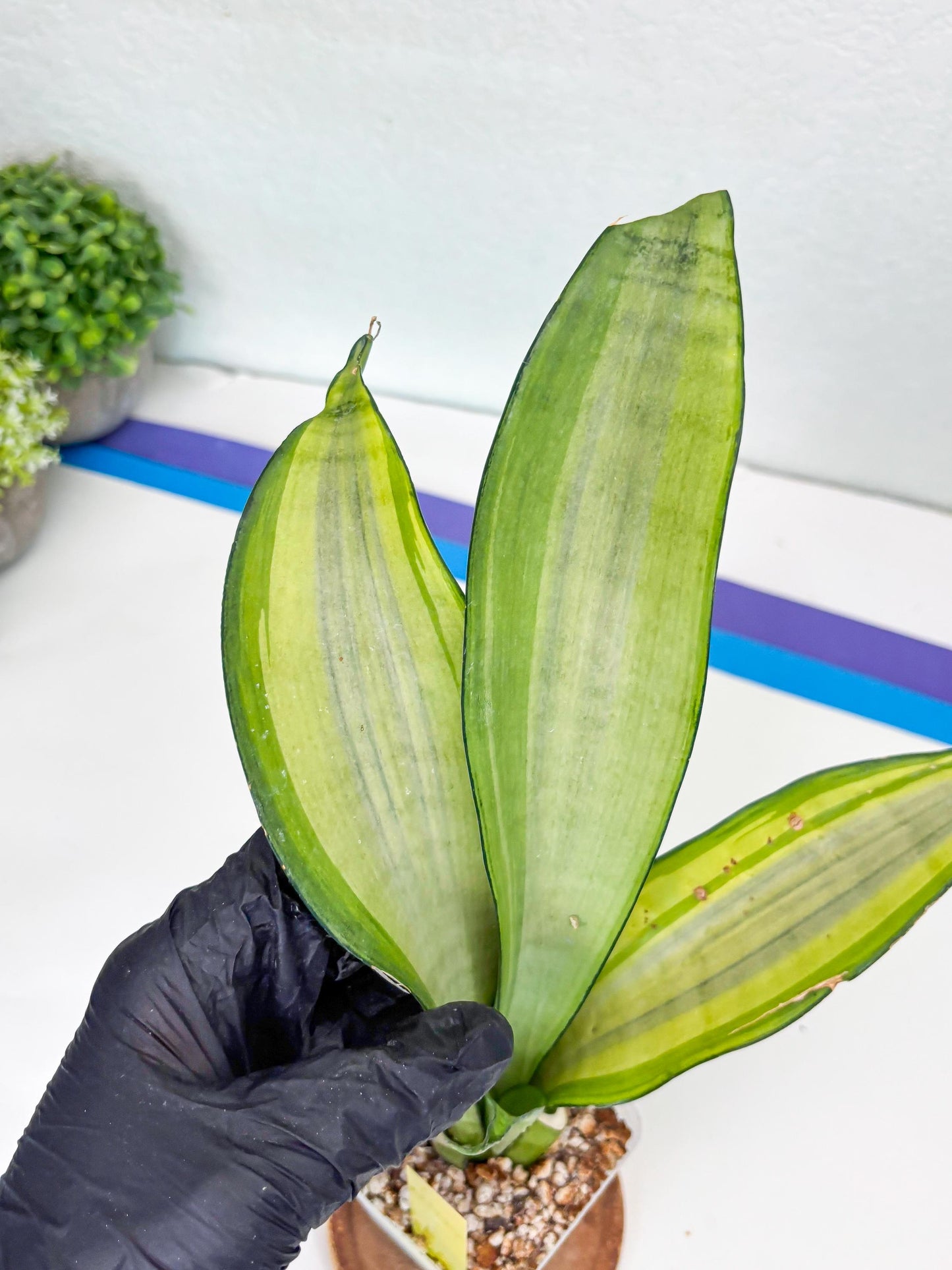 Sansevieria Moonshine Variegated (y) | Imported Plants