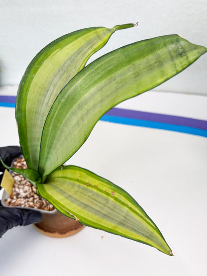 Sansevieria Moonshine Variegated (y) | Imported Plants