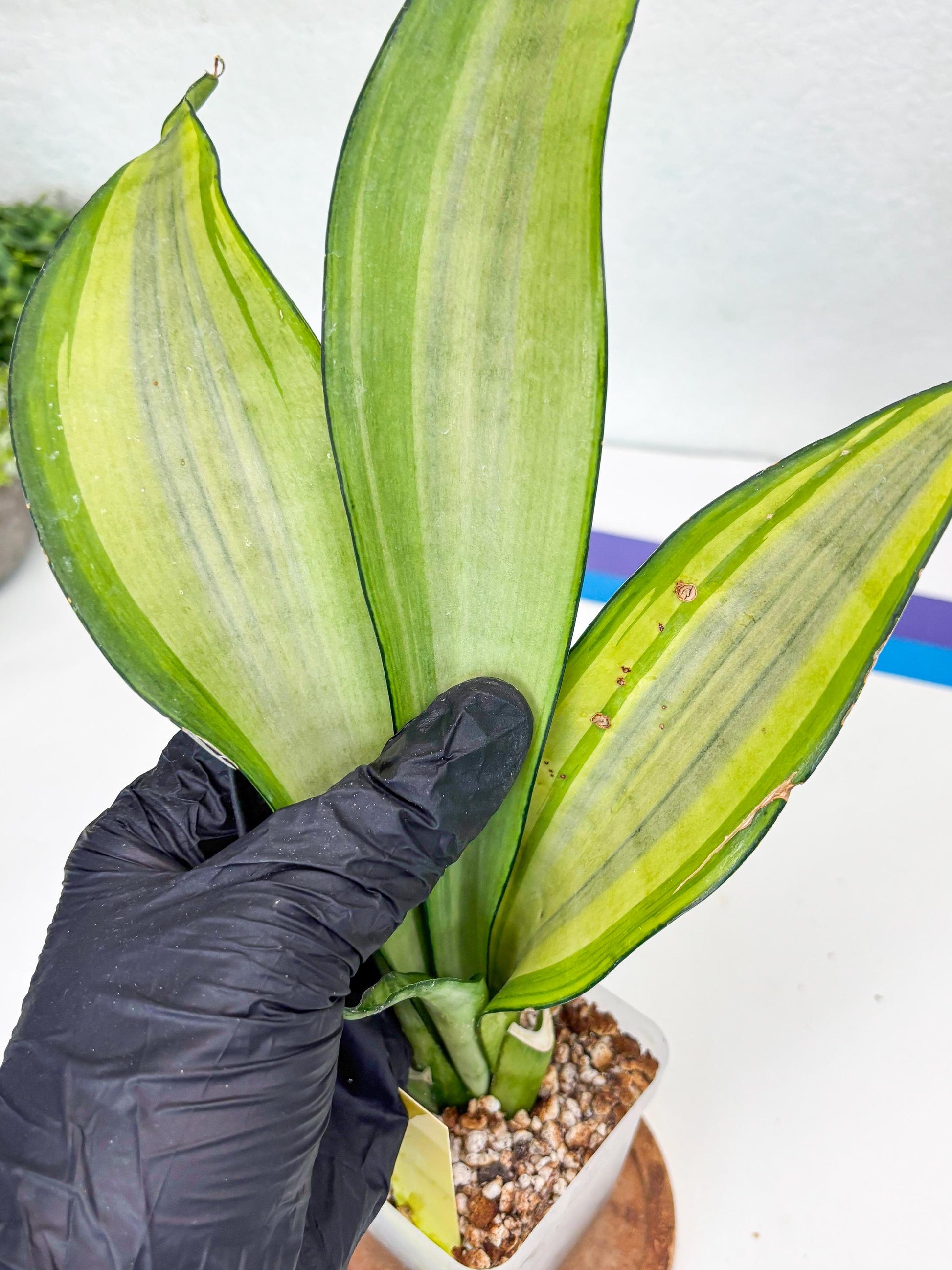 Sansevieria Moonshine Variegated (y) | Imported Plants