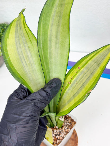 Sansevieria Moonshine Variegated (y) | Imported Plants