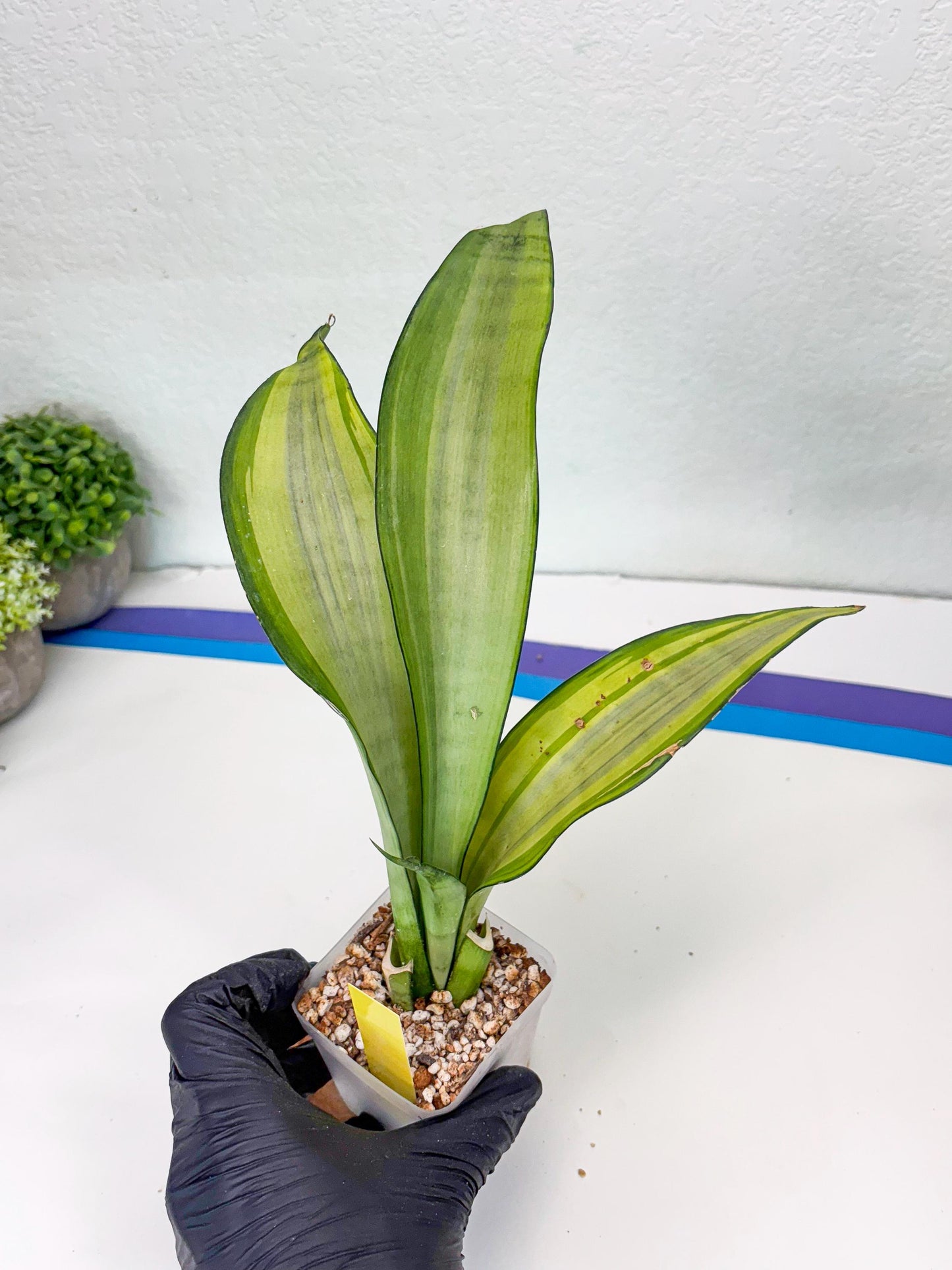 Sansevieria Moonshine Variegated (y) | Imported Plants