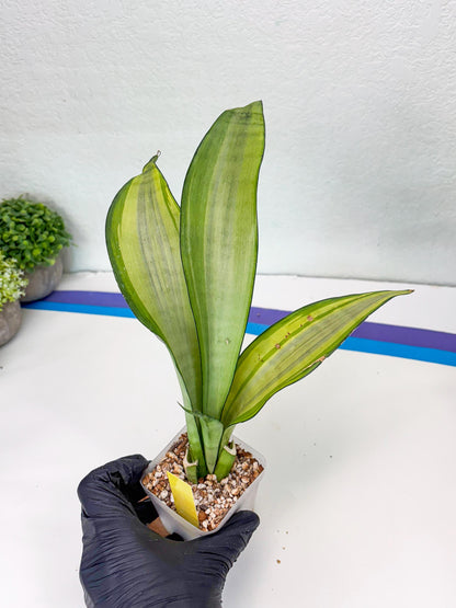 Sansevieria Moonshine Variegated (y) | Imported Plants