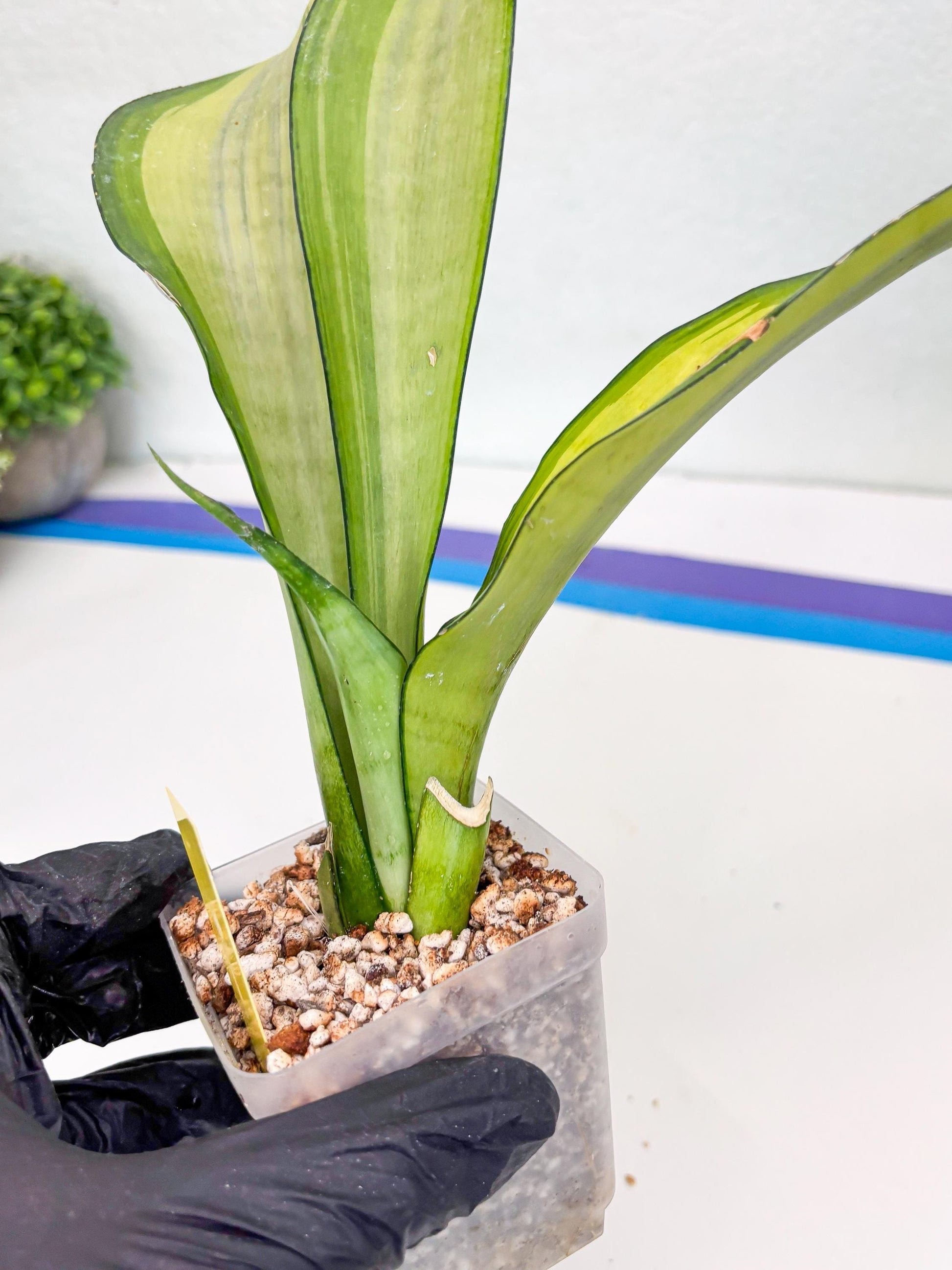 Sansevieria Moonshine Variegated (y) | Imported Plants