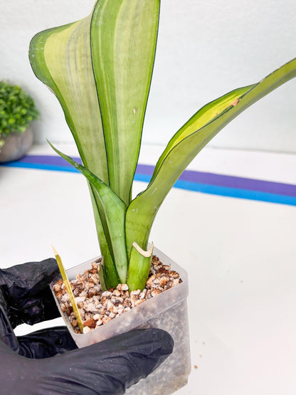 Sansevieria Moonshine Variegated (y) | Imported Plants