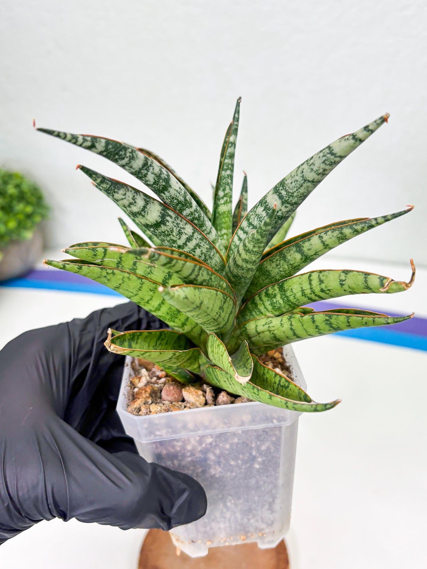 Sansevieria Sunshine Angel (Su1) (1) | Imported Sansevieria