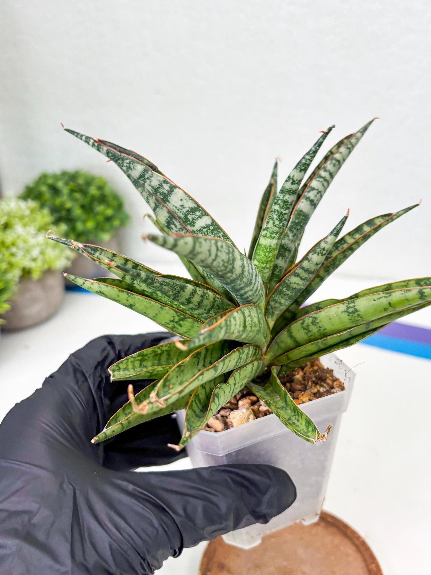 Sansevieria Sunshine Angel (Su1) (1) | Imported Sansevieria