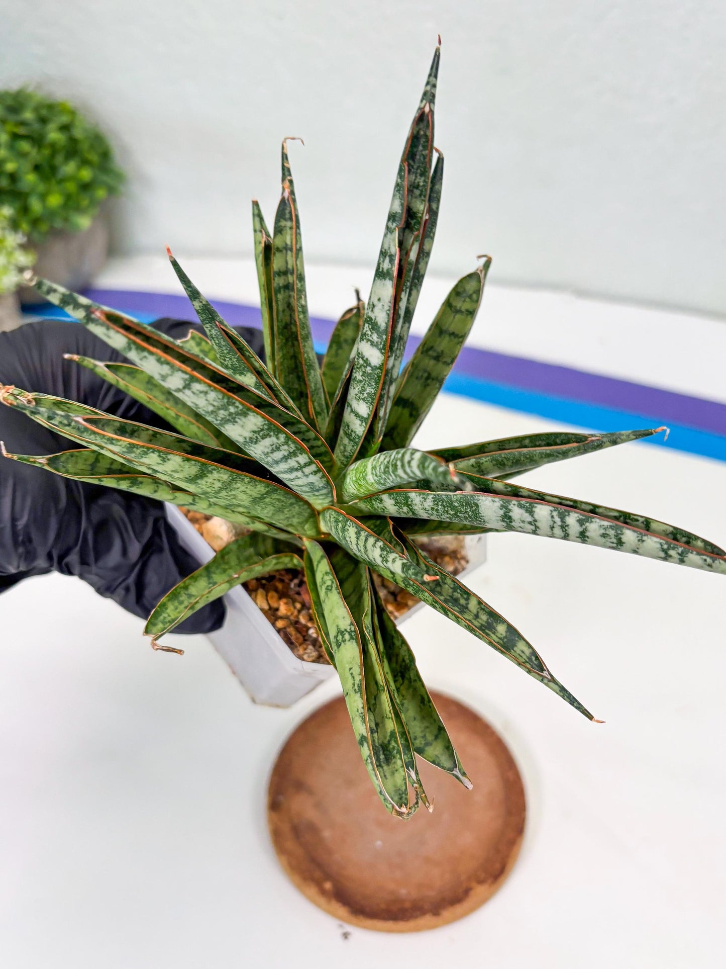 Sansevieria Sunshine Angel (Su1) (1) | Imported Sansevieria