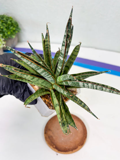 Sansevieria Sunshine Angel (Su1) (1) | Imported Sansevieria