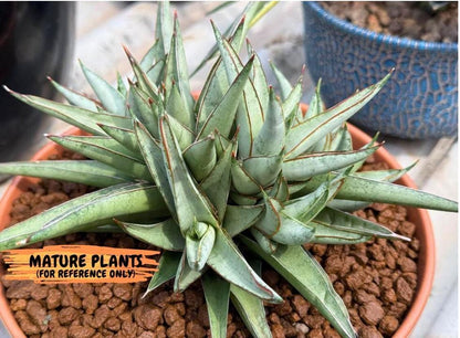 Sansevieria Baby Yoda (su4) (9) | Dwarf Hybrids