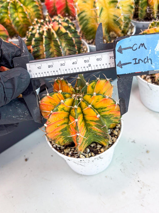 Gymnocalycium LB Hybrid | (gy6) (g6) | variegated cactus