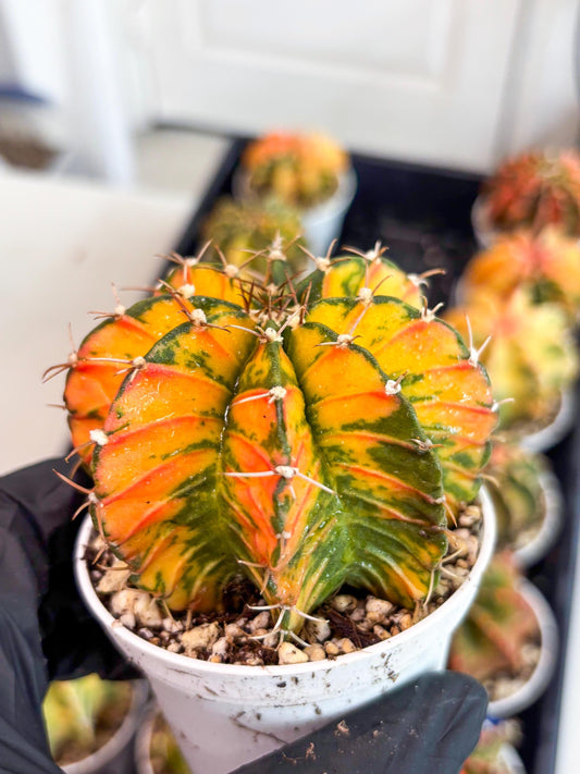 Gymnocalycium LB Hybrid | (gy6) (g6) | variegated cactus
