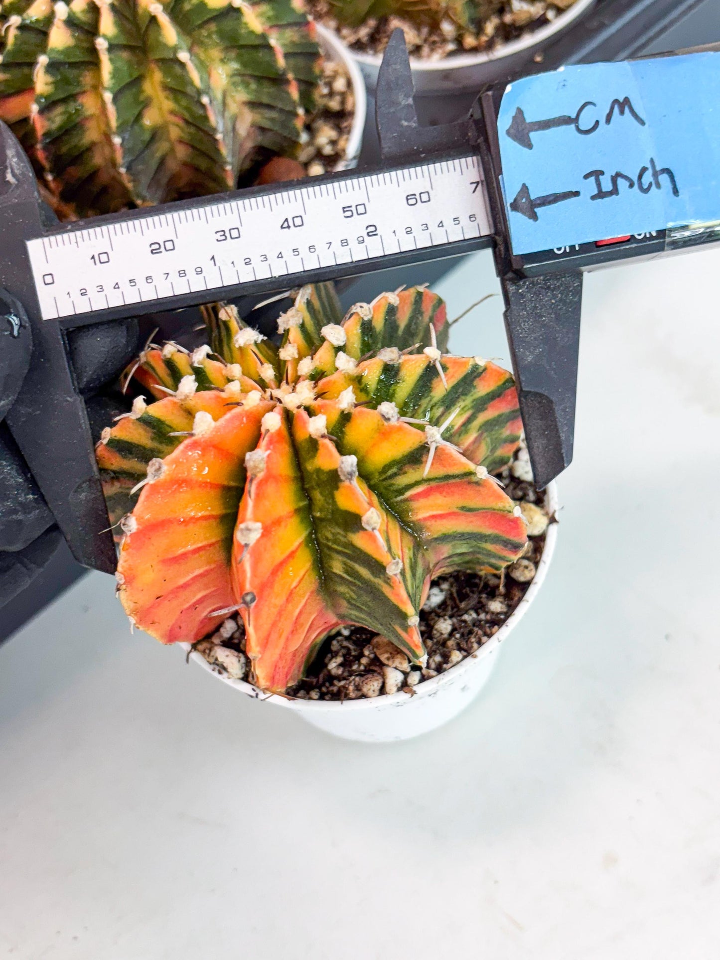 Gymnocalycium LB Hybrid | (gy6) (r4) | variegated cactus